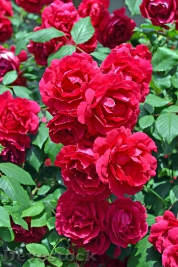 Devostock Beautiful red rose  (243)