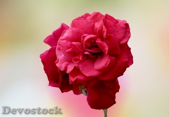 Devostock Beautiful red rose  (244)