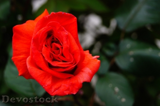 Devostock Beautiful red rose  (245)