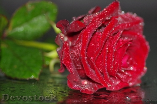 Devostock Beautiful red rose  (247)