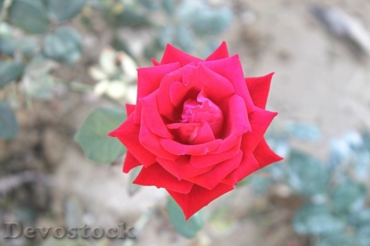 Devostock Beautiful red rose  (248)