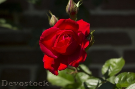 Devostock Beautiful red rose  (249)