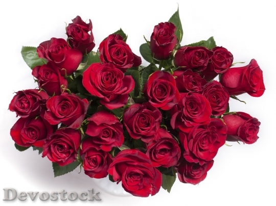 Devostock Beautiful red rose  (25)
