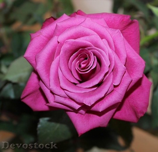 Devostock Beautiful red rose  (251)