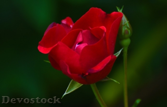 Devostock Beautiful red rose  (252)