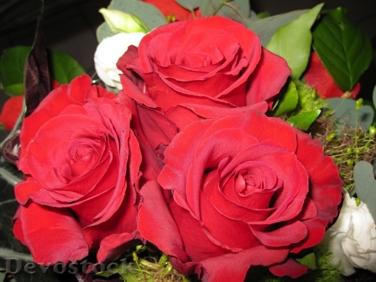 Devostock Beautiful red rose  (253)