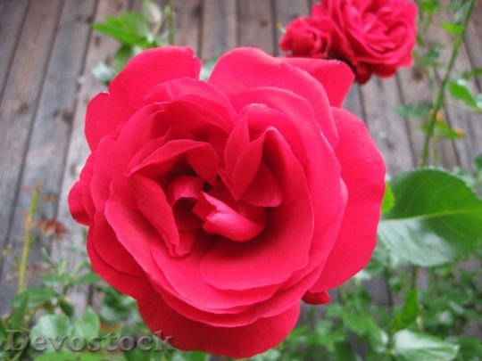 Devostock Beautiful red rose  (254)