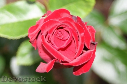 Devostock Beautiful red rose  (256)