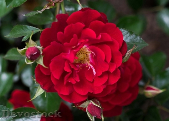 Devostock Beautiful red rose  (257)