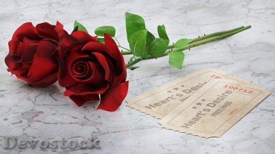 Devostock Beautiful red rose  (259)