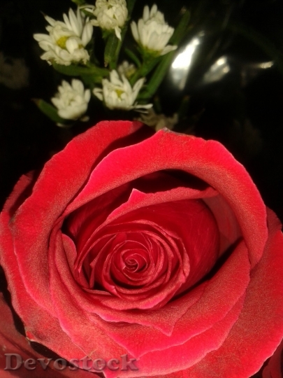 Devostock Beautiful red rose  (26)