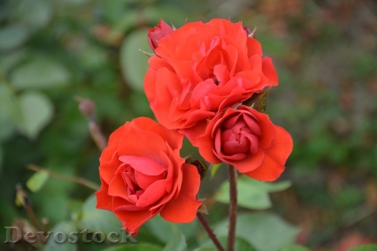 Devostock Beautiful red rose  (260)