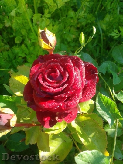 Devostock Beautiful red rose  (262)