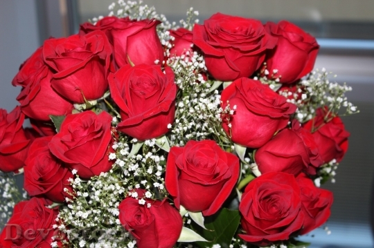 Devostock Beautiful red rose  (263)