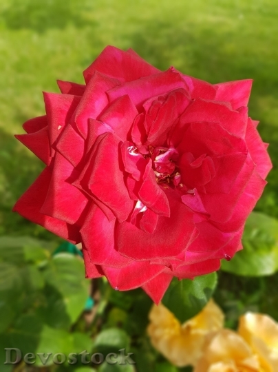 Devostock Beautiful red rose  (264)