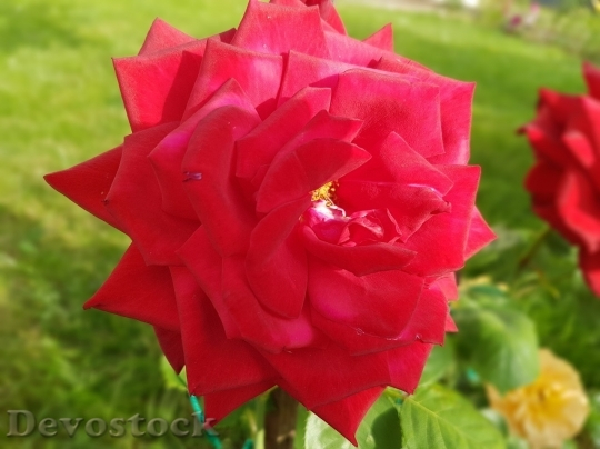 Devostock Beautiful red rose  (265)