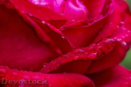 Devostock Beautiful red rose  (267)