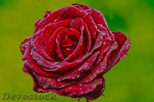 Devostock Beautiful red rose  (268)