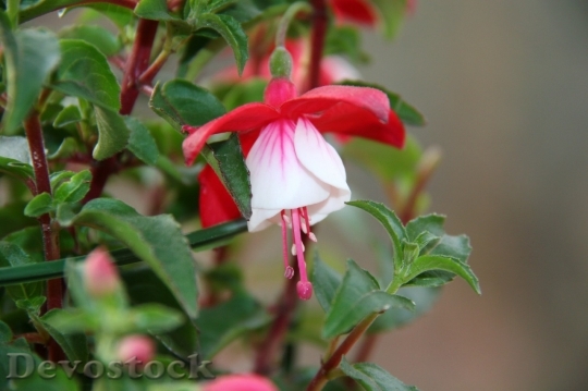 Devostock Beautiful red rose  (27)