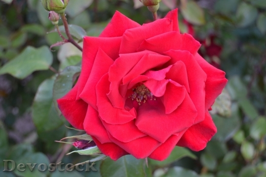 Devostock Beautiful red rose  (271)