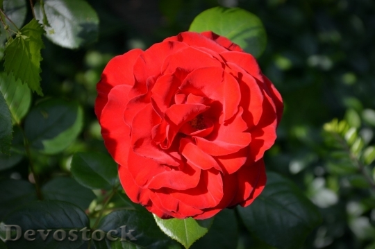 Devostock Beautiful red rose  (274)