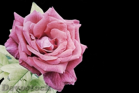 Devostock Beautiful red rose  (275)