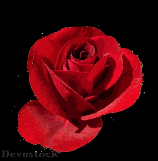 Devostock Beautiful red rose  (276)