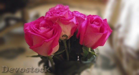 Devostock Beautiful red rose  (278)