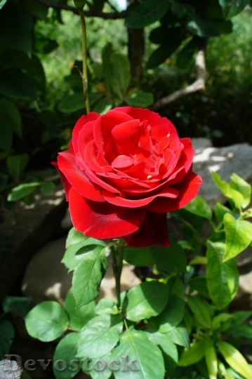 Devostock Beautiful red rose  (279)