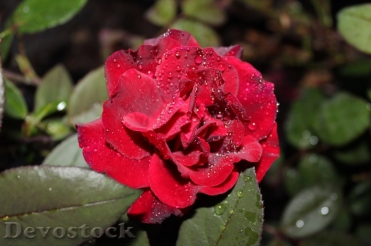 Devostock Beautiful red rose  (28)