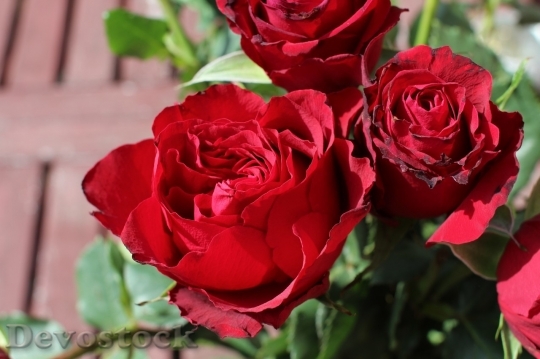 Devostock Beautiful red rose  (280)