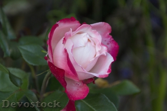 Devostock Beautiful red rose  (281)