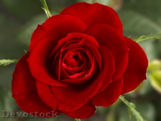 Devostock Beautiful red rose  (282)