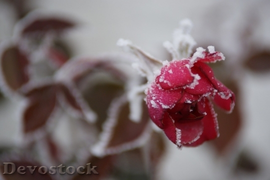 Devostock Beautiful red rose  (283)