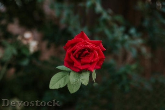 Devostock Beautiful red rose  (284)