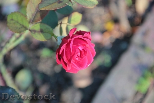 Devostock Beautiful red rose  (285)