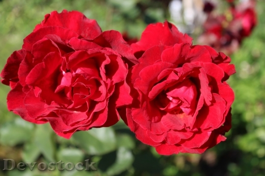 Devostock Beautiful red rose  (287)