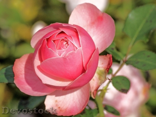 Devostock Beautiful red rose  (288)