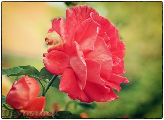 Devostock Beautiful red rose  (289)