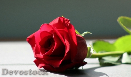 Devostock Beautiful red rose  (29)