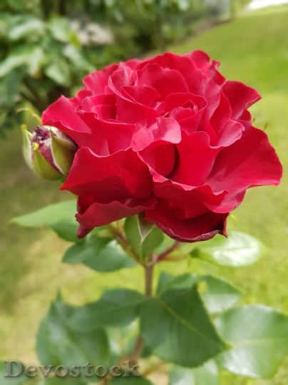 Devostock Beautiful red rose  (290)