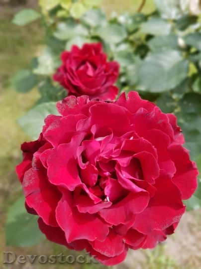 Devostock Beautiful red rose  (291)