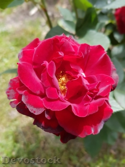 Devostock Beautiful red rose  (292)