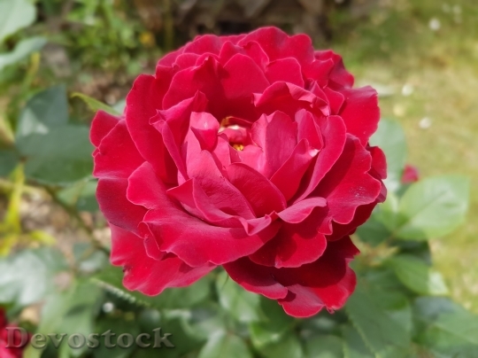 Devostock Beautiful red rose  (293)