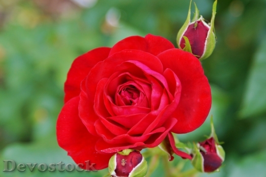 Devostock Beautiful red rose  (294)