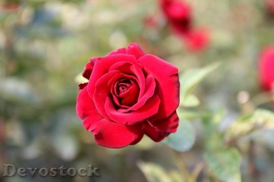 Devostock Beautiful red rose  (297)