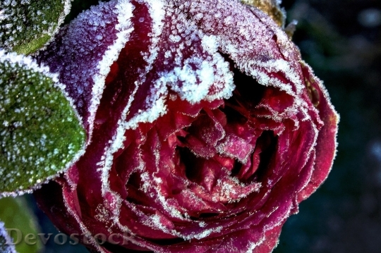 Devostock Beautiful red rose  (298)