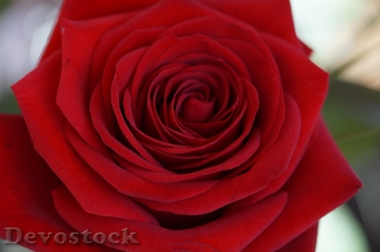 Devostock Beautiful red rose  (30)