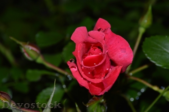 Devostock Beautiful red rose  (301)