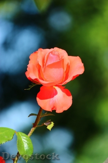 Devostock Beautiful red rose  (302)